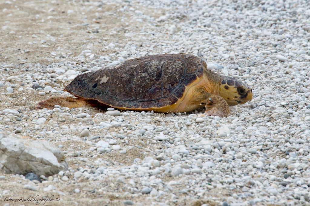 Guardiani del Mare Adriatico: Il Contributo di Fondazione Cetacea alla Conservazione Marina - easy4green tartaruga 1 in acqua | fondazione cetacea