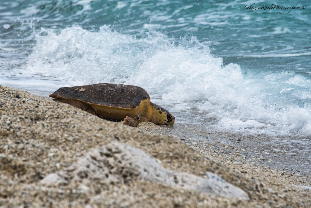 Guardiani del Mare Adriatico: Il Contributo di Fondazione Cetacea alla Conservazione Marina - easy4green tartaruga 2 in acqua | fondazione cetacea