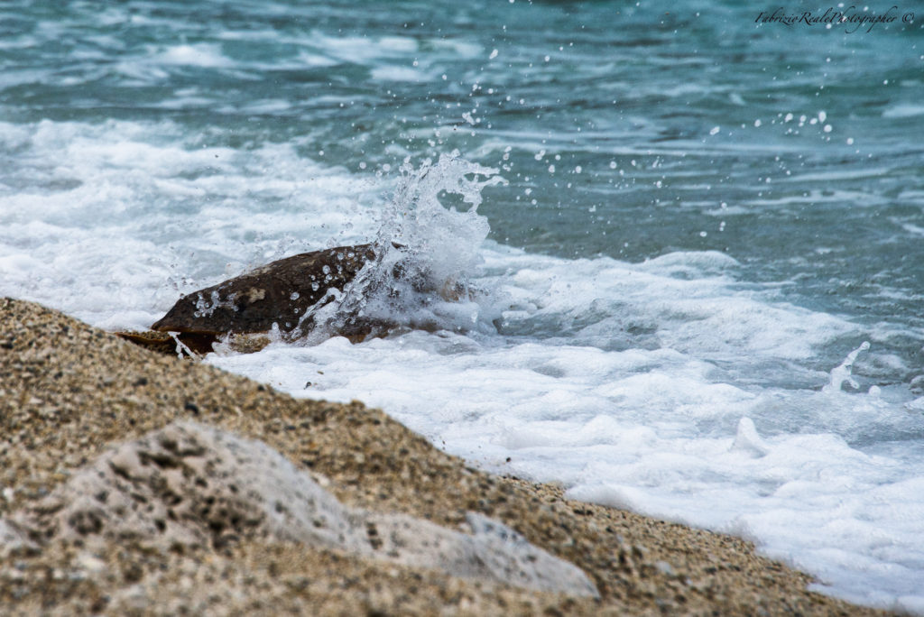Guardiani del Mare Adriatico: Il Contributo di Fondazione Cetacea alla Conservazione Marina - easy4green tartaruga 3 in acqua | fondazione cetacea