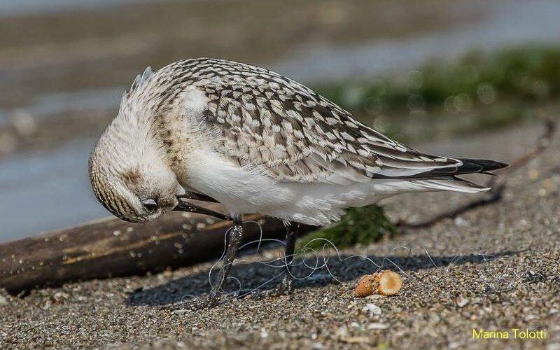 inquinamento mare adriatico | easy4green