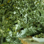 Certified Origins: le solide radici dell’olio extravergine d’oliva - easy4green copertina - easy4green
