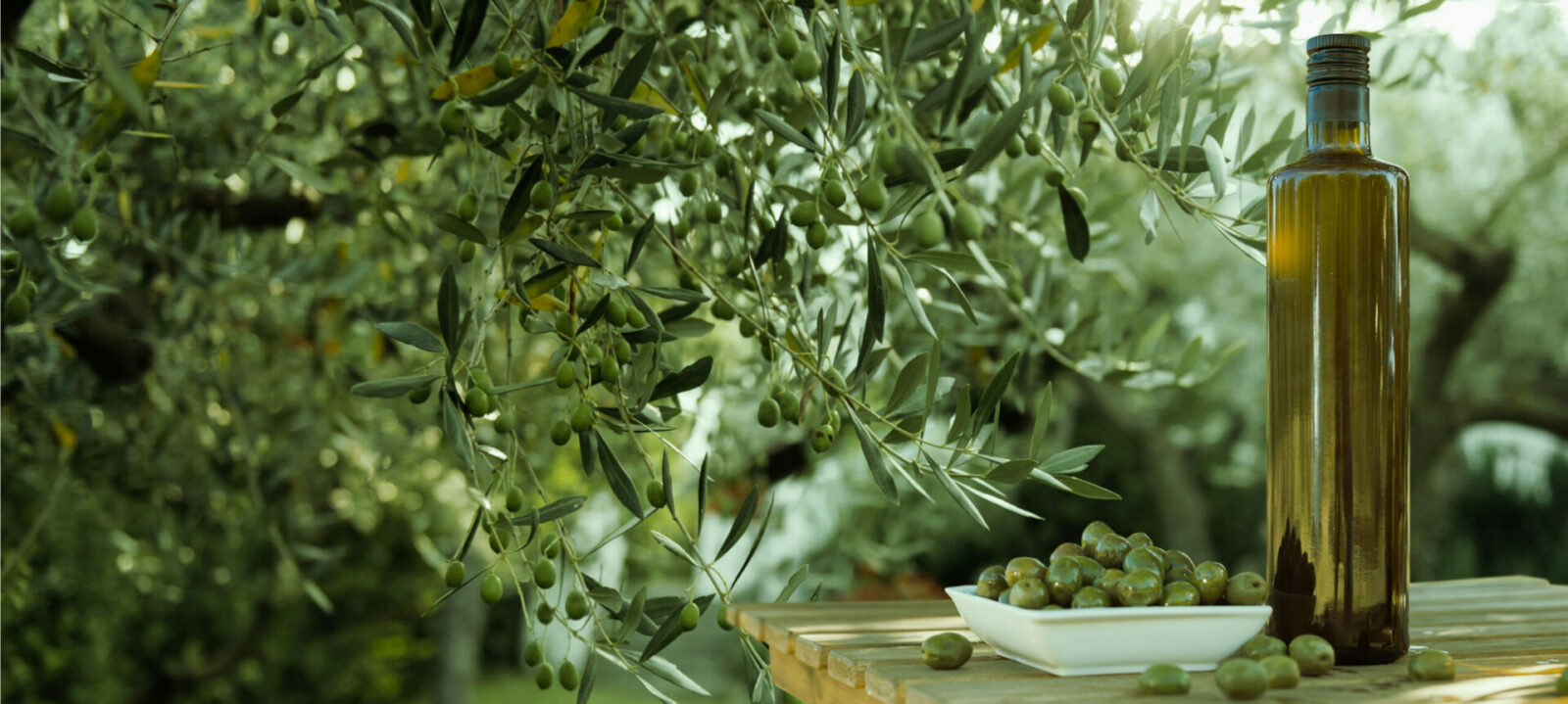Certified Origins: le solide radici dell’olio extravergine d’oliva - easy4green copertina - easy4green