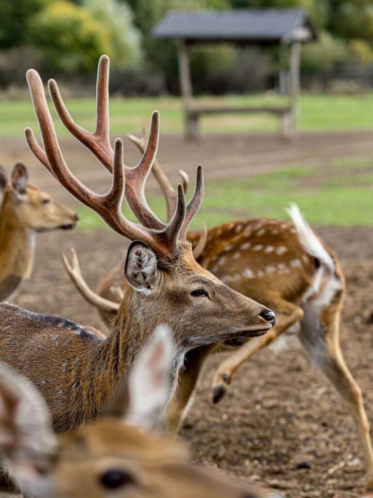 Parco Regionale Campo Dei Fiori: il progetto sostenibile che tutela la cultura e la biodiversità - easy4green Fauna Parco Regionale Campo dei Fiori - Easy4Green