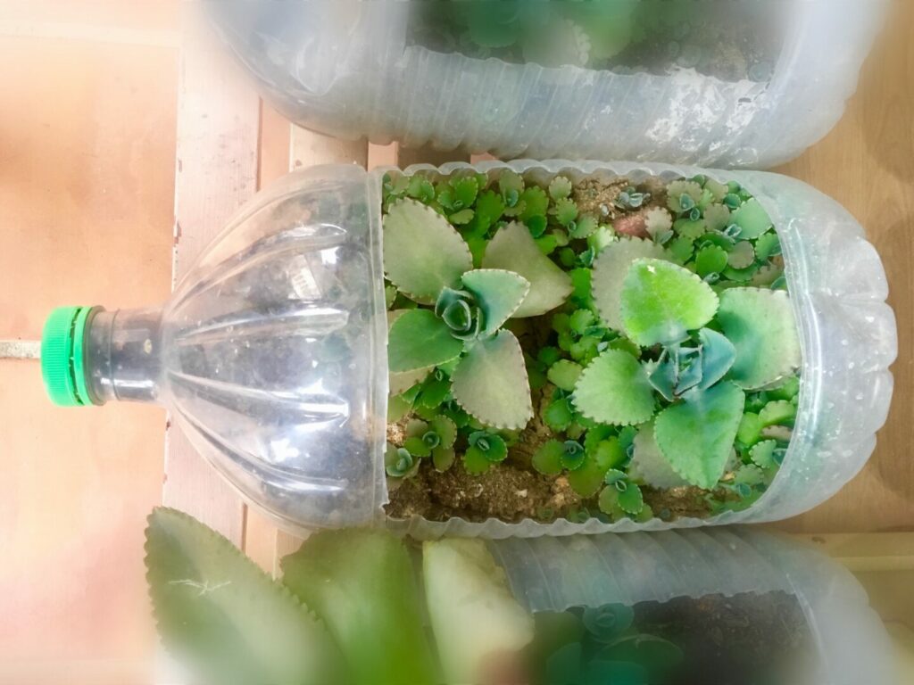 Isole di Plastica: Come le Nostre Abitudini Stanno Cambiando i Mari - easy4green Isole di plastica, come riutilizzare in modo creativo - easy4green