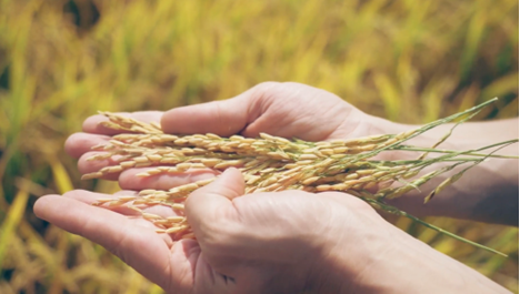 Riso Scotti: tradizione e innovazione nel segno della sostenibilità - easy4green Riso Scotti tradizione e innovazione nel segno della sostenibilità managers - easy4green