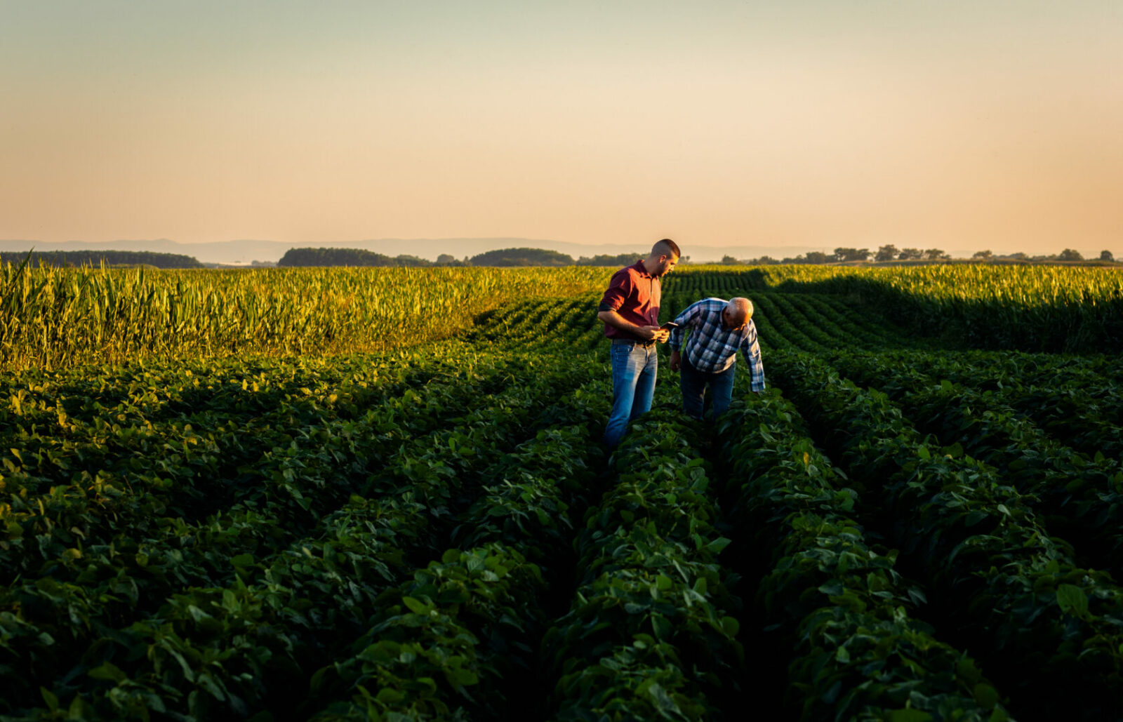 Agricoltura rigenerativa: coltivare la terra guardando al futuro - easy4green Agricoltura rigenerativa, coltivare la terra guardando al futuro - Easy4green