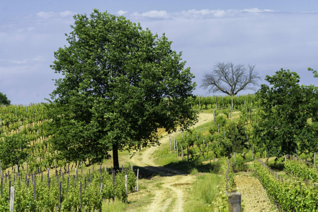 Agricoltura rigenerativa: coltivare la terra guardando al futuro - easy4green Agricoltura rigenerativa, coltivare la terra guardando al futuro, albero - Easy4green