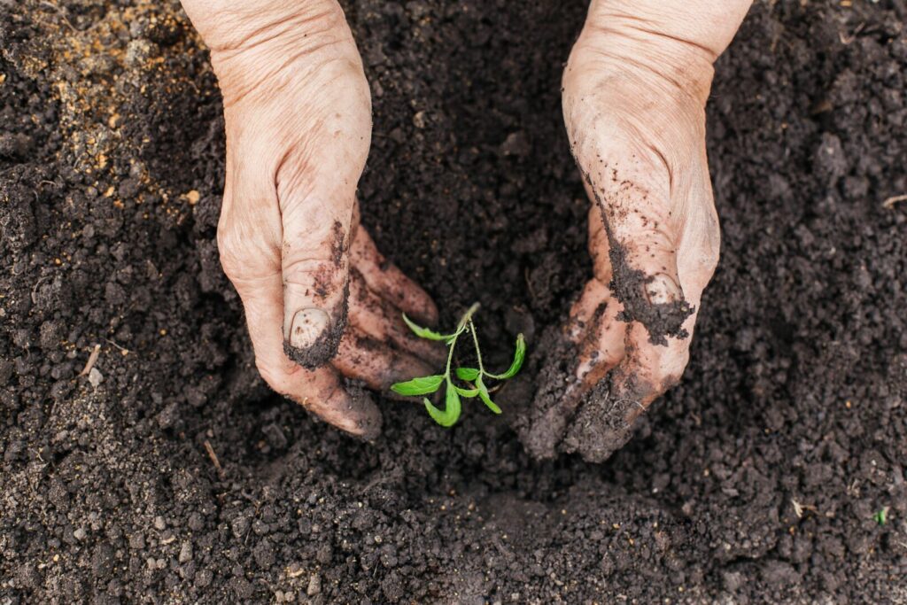 Agricoltura rigenerativa: coltivare la terra guardando al futuro - easy4green Agricoltura rigenerativa, coltivare la terra guardando al futuro, principi cardine - Easy4green