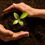 Consorzio Italiano Compostatori: dove la sostenibilità nasce dal suolo - easy4green