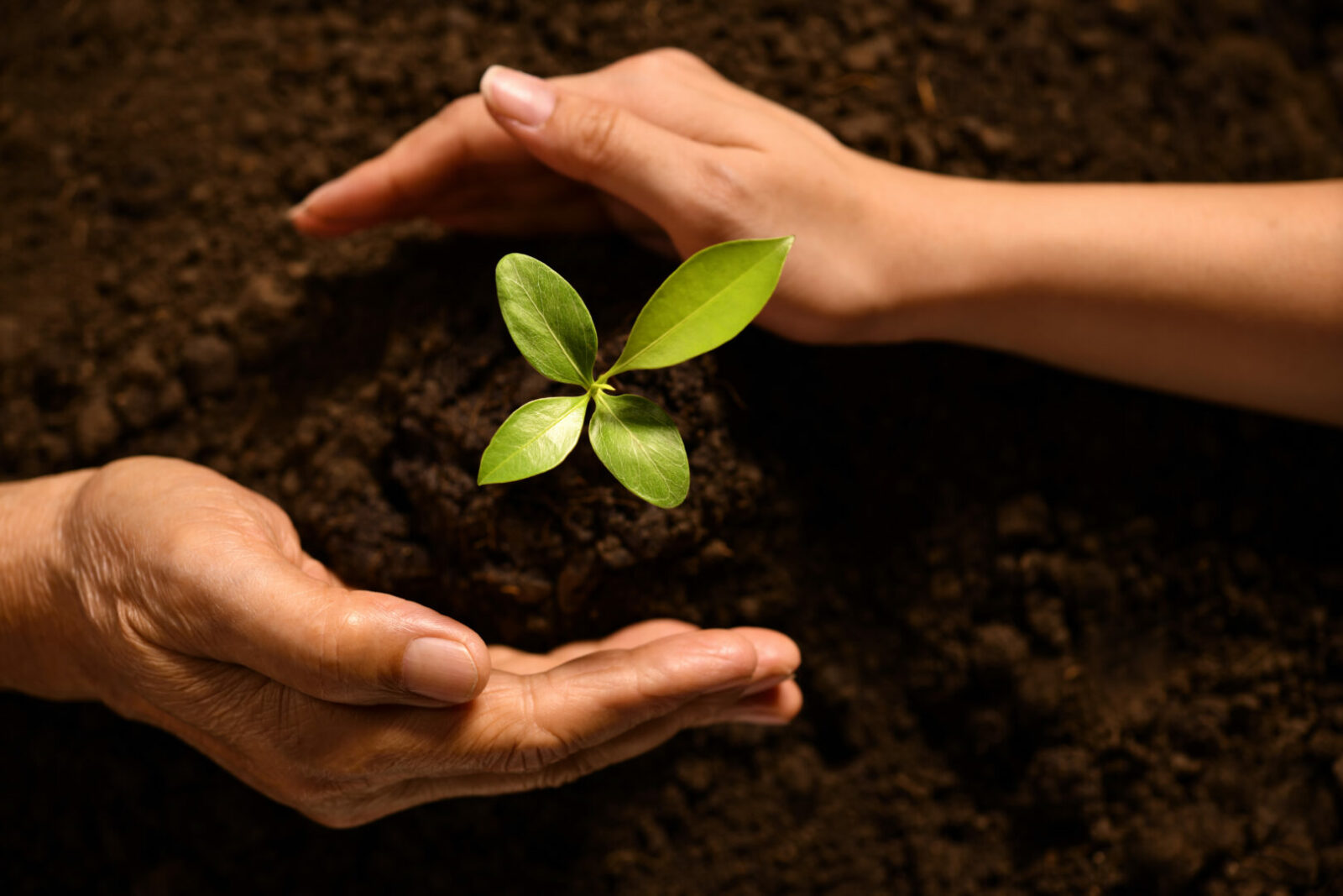 Consorzio Italiano Compostatori: dove la sostenibilità nasce dal suolo - easy4green