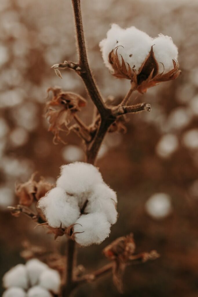 Quali sono i tessuti sostenibili? Guida per un armadio eco-friendly - easy4green Quali sono i tessuti sostenibili? Guida per un armadio eco-friendly - easy4green