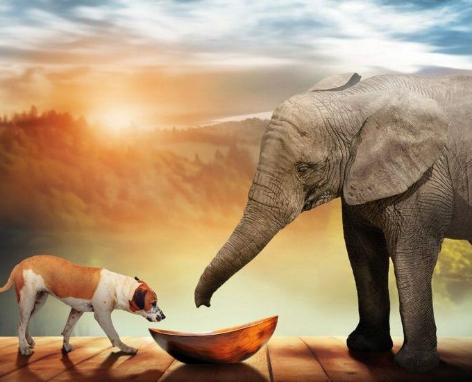 Reintegration Economy- il modello di Almo Nature per la conservazione della biodiversità - easy4green.jpg