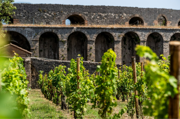 Pompei torna ad essere viva: il progetto vitivinicolo che unisce storia, agricoltura e sostenibilità_feudi san gregorio_pompei
