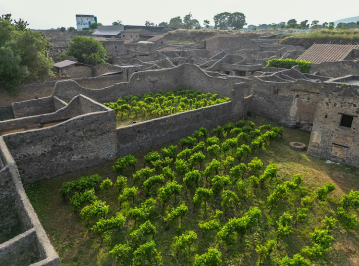 Pompei torna ad essere viva: il progetto vitivinicolo che unisce storia, agricoltura e sostenibilità_feudi san gregorio_pompei